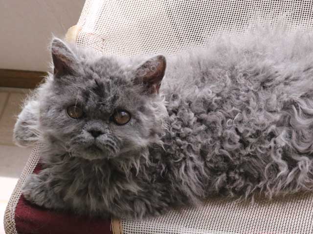 selkirk_kitten