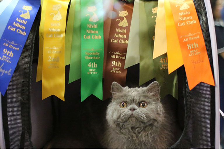 selkirkrex_ren_catshow