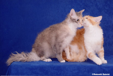 laperm_agu&sati