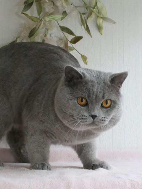 britishshorthair_rio