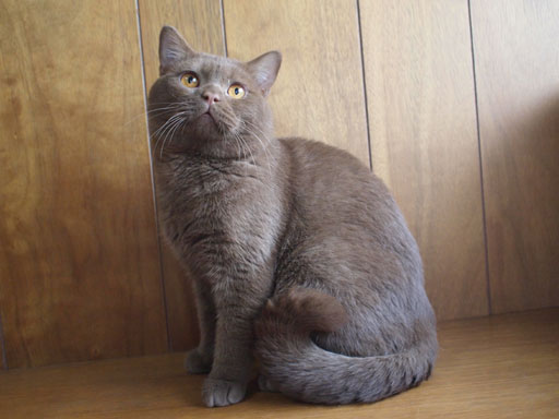 british shorthair ブリティッシュショートヘア_ピカソ1