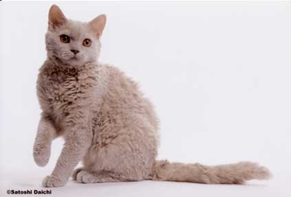 Selkirk_Mirella