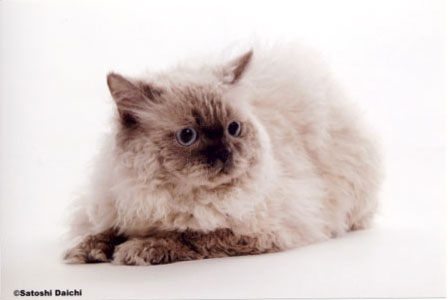 selkirk セルカークレックス