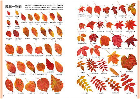 秋の樹木図鑑 著者による内容紹介