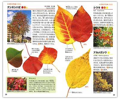 初の紅葉図鑑 紅葉ハンドブック の内容紹介