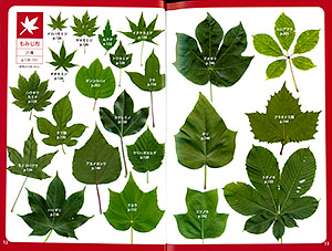 木と自然を知ろう 葉っぱで調べる 身近な樹木図鑑 の内容紹介