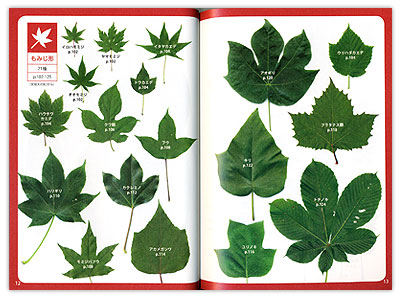木と自然を知ろう 葉っぱで調べる 身近な樹木図鑑 の内容紹介