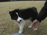 �W���E�`�N