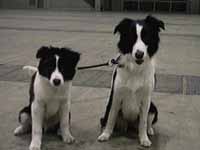 �V�[�������ƃW���E�`�N