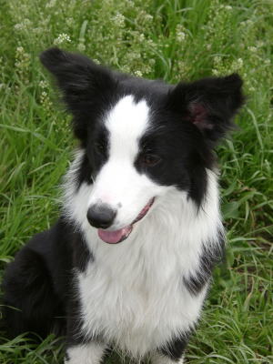 �N�b�L�[�����