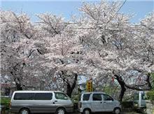 sakura.jpg
