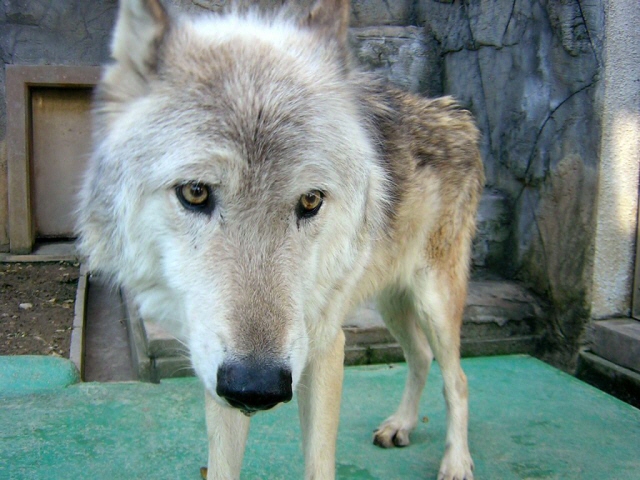 オオカミ情報 沖縄こども未来ゾーン