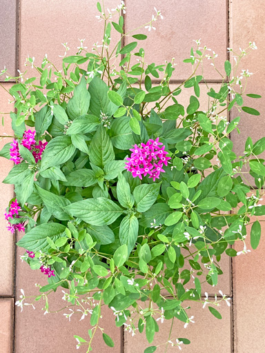 ペンタスとダイアモンドフロストの寄せ植え