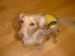 カムアクロス・ネットの看板犬チロの画像
