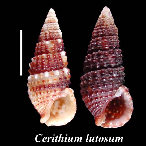 Cerithium lutosum