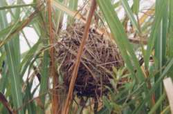 �J���l�Y�~�̑�