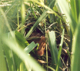 �J���l�Y�~�̕�e