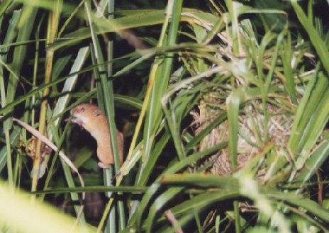 �J���l�Y�~�Ƒ�