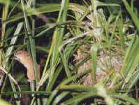 �J���l�Y�~�Ƒ�