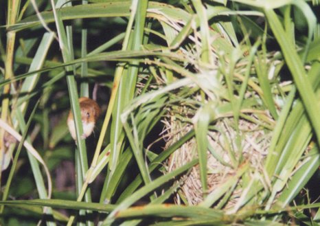 �J���l�Y�~�Ƒ�