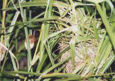 �J���l�Y�~�Ƒ�