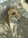 z܂ԂȂėAAł񂾂B