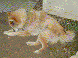 [[t́A̎Ȃ߂ĂꂢɂĂ܂B