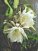 豪華に開花した「月下美人」その3です。この写真をマウスでクリックすると別枠で拡大写真になります。