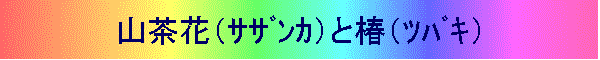 山茶花(サザンカ)と椿(ツバキ)