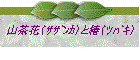 山茶花(サザンカ)と椿(ツバキ)