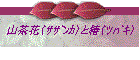 山茶花(サザンカ)と椿(ツバキ)