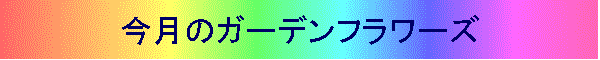 今月のガーデンフラワーズ