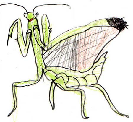 d-mantis
