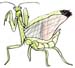 d-mantis