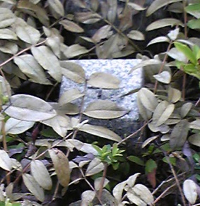 出屋敷公園 四等三角点 その 2