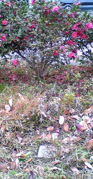 児ノ口公園 四等三角点 その 1