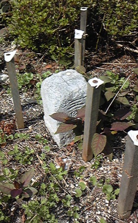 川原 三等三角点 その 3