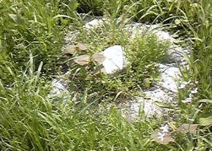 鍋蓋新田 二等三角点 その 1