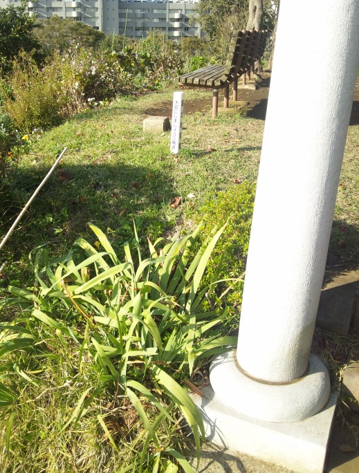 長津田村 一等三角点 その 1