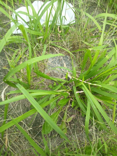鳥居松 四等三角点 その 2