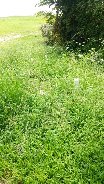 大宮川 三等三角点 その 1