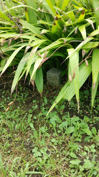 大宮川公園 四等三角点 その 1