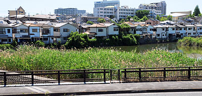 ⑥ 初ヶ池南端の葦の群生(南東より)