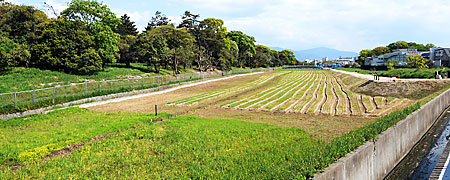 ⑥ 誉田御廟山古墳外濠の遺構(北西より)