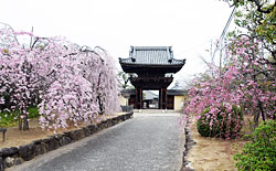 道明寺