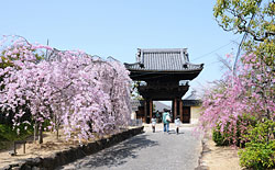道明寺