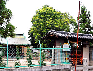 26) 西宮の「もくげんじゅ」(東より)