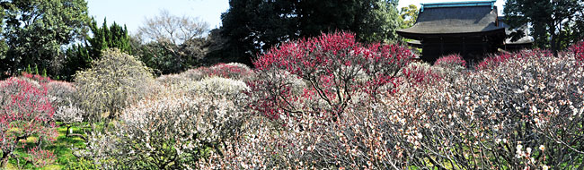 44) 梅園の様子(石橋より南東を眺める)