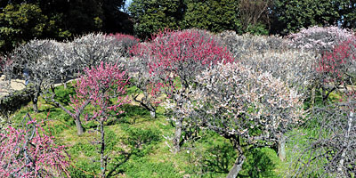 45) 梅園の様子(石橋より北を眺める)