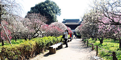 46) 梅園の様子(通路より南を眺める)